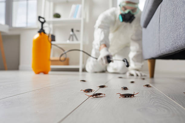 Commercial Kitchen Cockroach Control in Jefferson